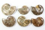 Lot: Lbs Polished Ammonites ( to ) - Pieces #76997-2